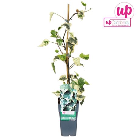 Hedera Colchica Dentata Variegata