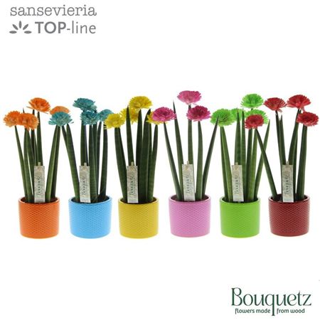 Sansevieria Top-line Bouquetz Mix
