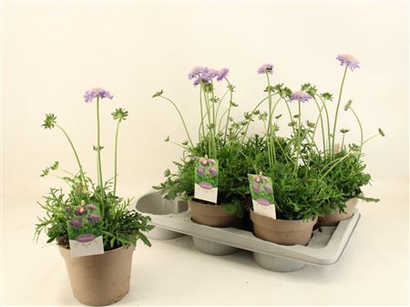 Scabiosa Columbaria Mariposa Blue