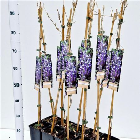 Wisteria Sinensis