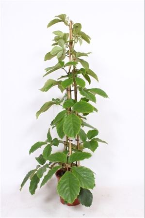 Tetrastigma Voinierianum Piramide
