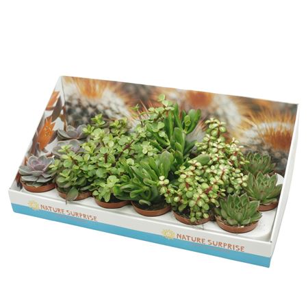 Succulenten Mix In Showbox