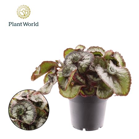 Begonia Rex Prinsess Hanover