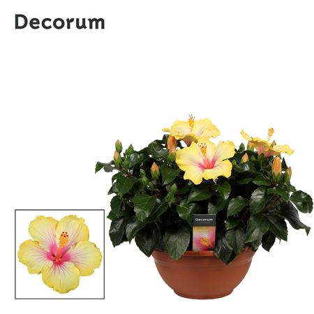 Hibiscus Cocktail White/pink/yellow 10+ (decorum)