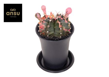 Gymno Cactus Variegated Flowering