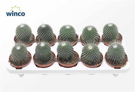 Mammillaria Spinosisima Un Pico