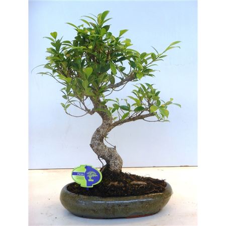 Bonsai Ficus Retusa Shape, Without Drip Tray