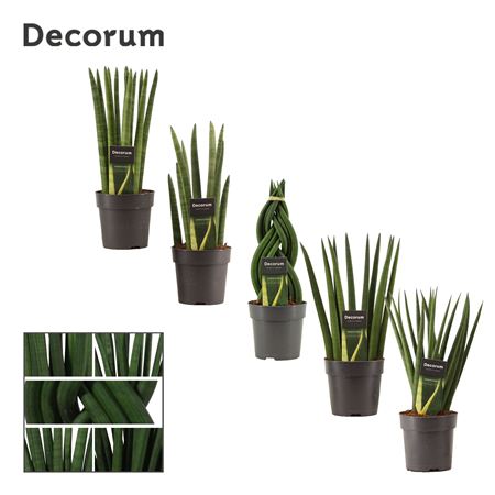 Sansevieria Cylindrica Mix (decorum)