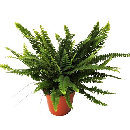Nephrolepis Green Lady Sleeve