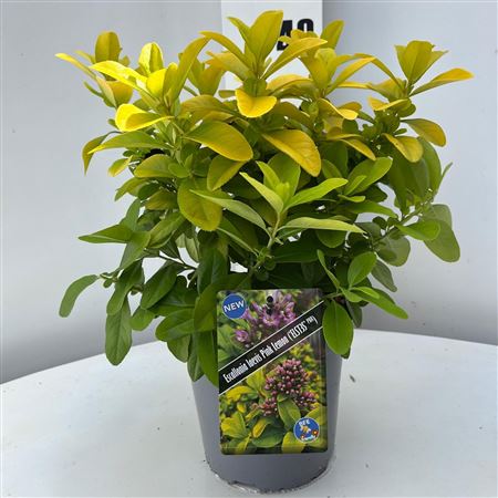 Escallonia Pink Lemon