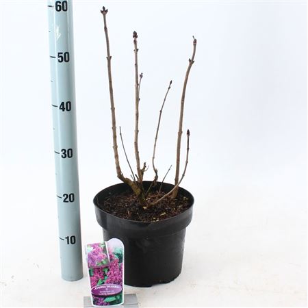 Syringa Vulg Michel Buchner