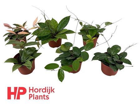 Hoya Mix