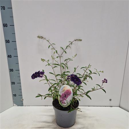 Buddleja Dav Royal Red