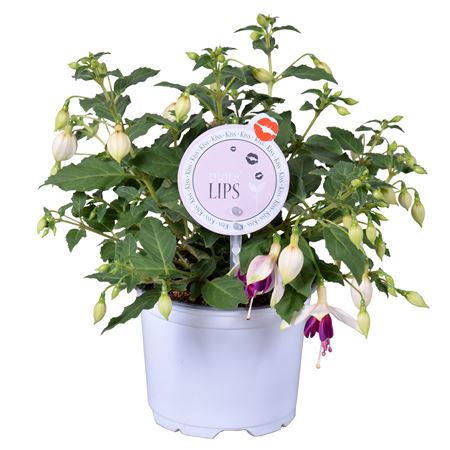 Fuchsia Bella Nora (morelips)