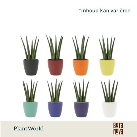 Sansevieria Cylindrica Spaghetti Ceramic Osaka