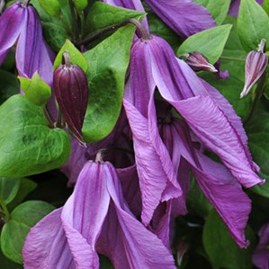 Клематис цельнолистный Память Сердца в тубе