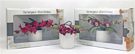 Phal L'arrangeur D'orchidee Red (groen)