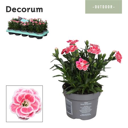 Dianthus Oscar White And Red (decorum)