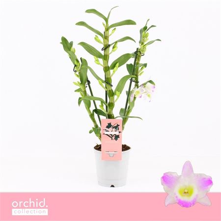Dendr Nob 3st Pandora Compact Orchid Collection