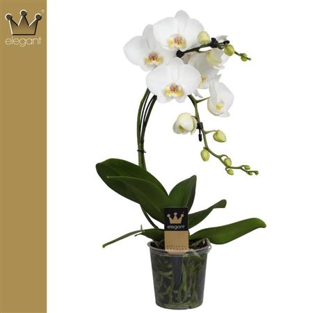 Phal 2st Boomerang White 14+ (bernhard)