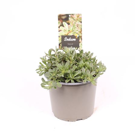 Sedum Tricolor
