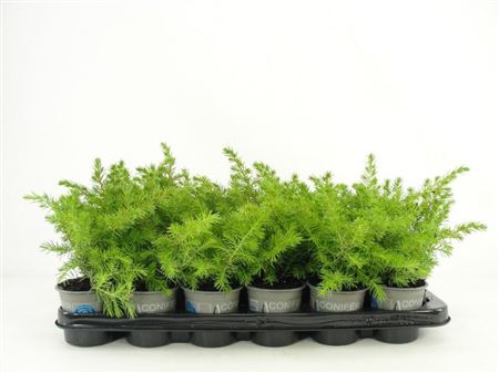 Juniperus Conf All Gold