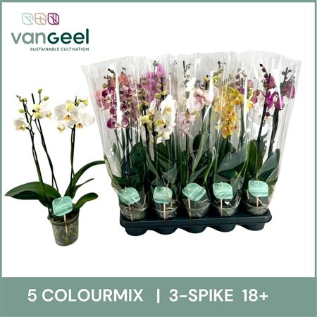 Phal 3st Mix 5 Colours 18+ (van Geel)