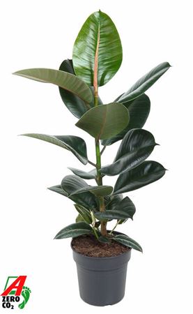 Ficus El Robusta 1pp