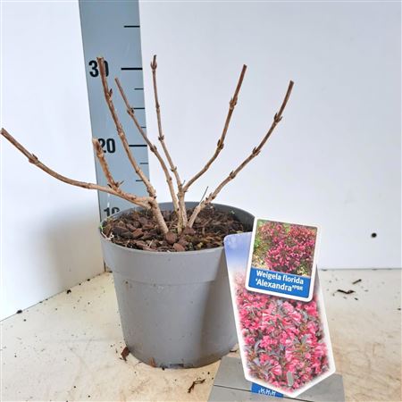 Weigela Florida Alexandra