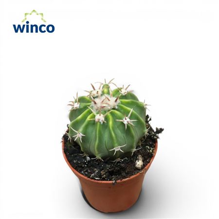 Echinocactus Texensis Ssp.
