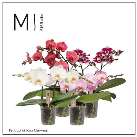 Phal 2st Spirit Mix 16+ (mimesis)