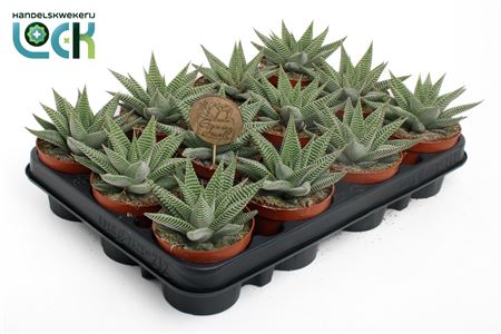 Haworthia Spider White