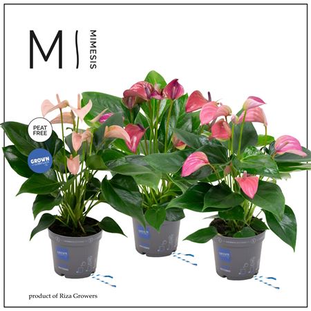 Anth An Karma Multiflora Mix 6+