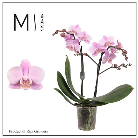 Phal 2st Beaution 22+ (mimesis)