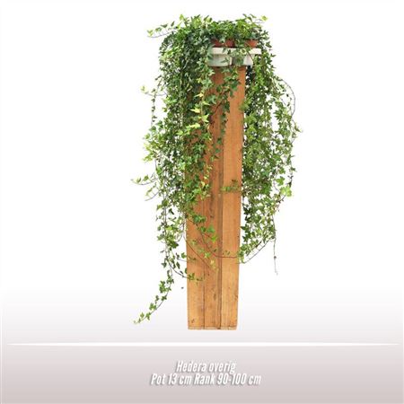 Hedera He Shamrock