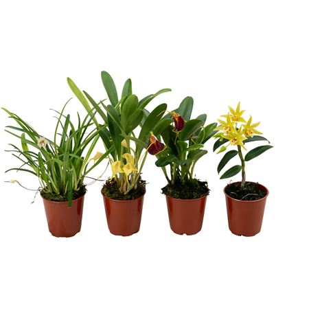 Orchid Mix 1st