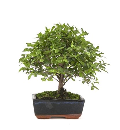 Bonsai Sageretia Theezans