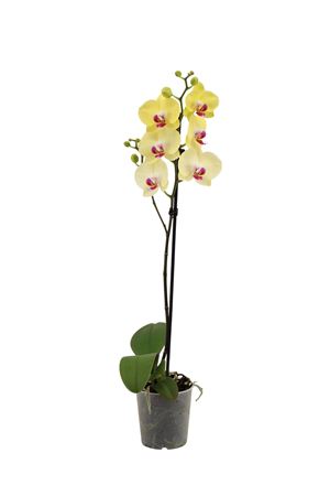 Phal 1st Yellow 9+(vg Orchids)