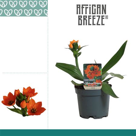 Ornithogalum Dubium Orange 1pp Short