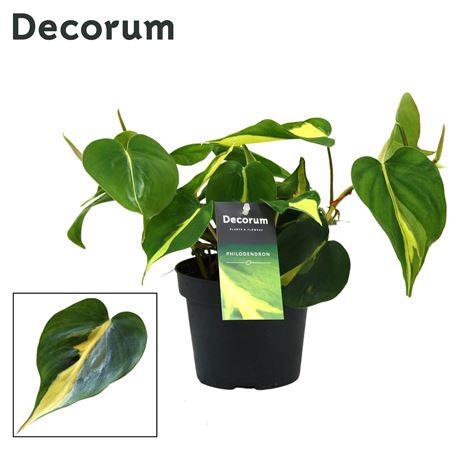 Philodendron Brasil Scandens (decorum)