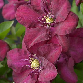 Клематис гибридный Жан ||| Собиески в тубе