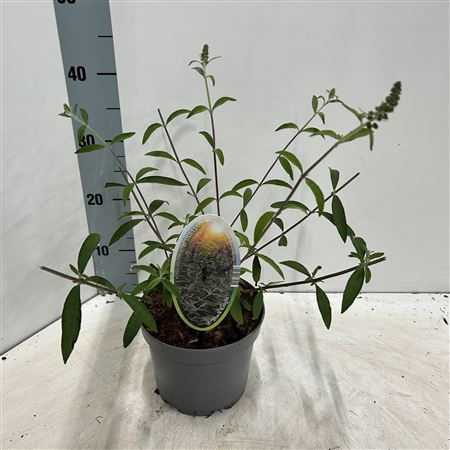 Buddleja Dav Black Knight