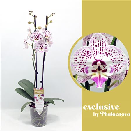 Phal 2st Expression 14+