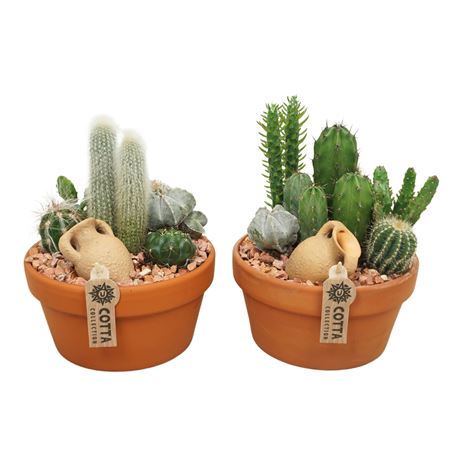 Cactus Arrangement Terracotta Bowl.