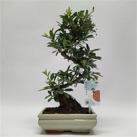 Pyracantha S-shape Bonsai