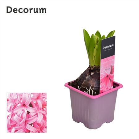 Hyacinthus Pink Pearl 1pp Label (decorum)