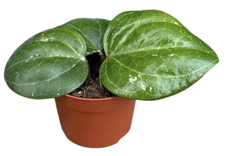 Hoya Sarawak Cream.