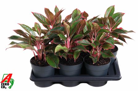 Aglaonema Siam Red
