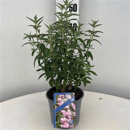 Caryopteris Stephi ('lissteph'pbr)