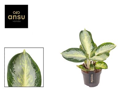Aglaonema Turtle Green